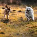 Running with a dog lead on a trail with two dogs