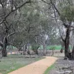 Dimboola Dash Running Festival 2026